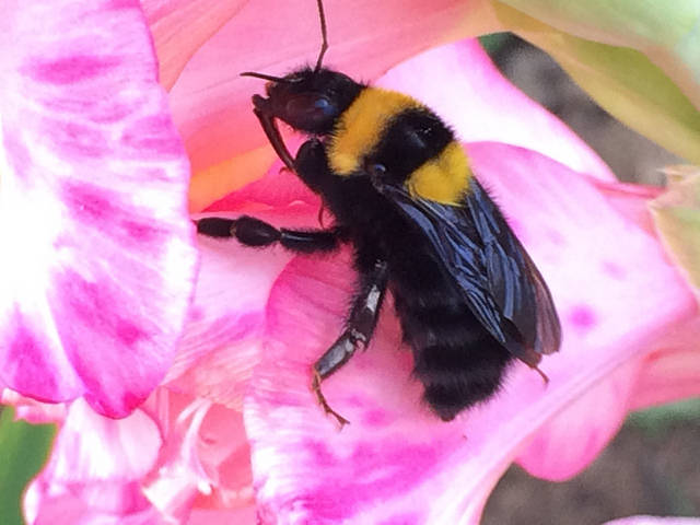 Apidae: regina di Bombus argillaceus